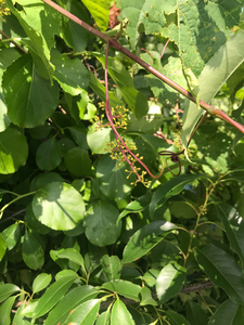 Photo By: Stephen M. Young. Photo taken: Richmond County, NY on 14 June 2019
